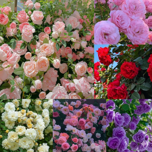 Classic Heirloom Climbing Roses – Premium Perennial Flower Seeds